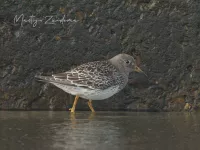Paarse strandloper [Calidris maritima]